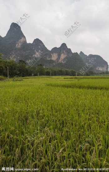 明仕田园的稻田图片