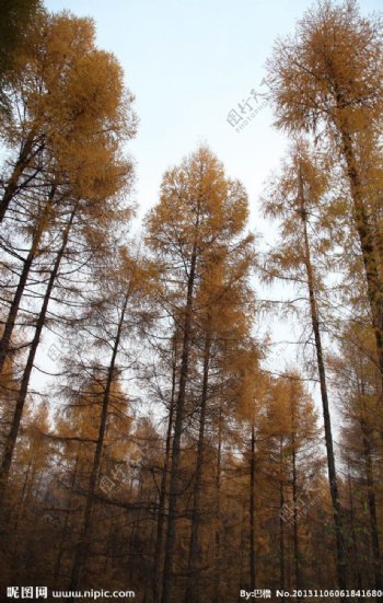 秋天的杉树图片