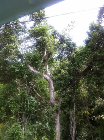 藤蔓树木摄影图片