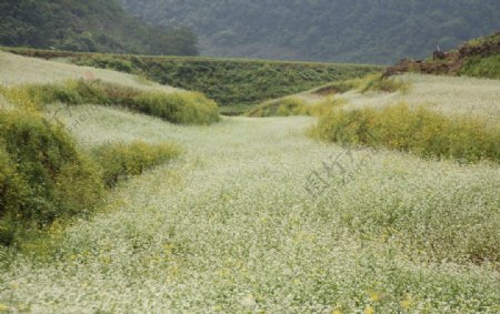 荞麦花海自然风光图片