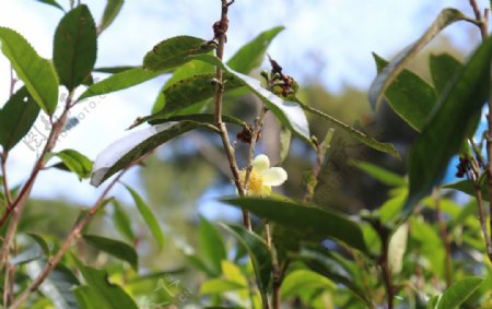 麻黑茶园茶花图片