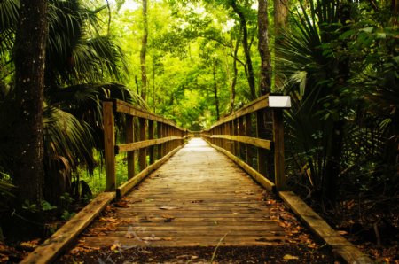 森林木桥图片