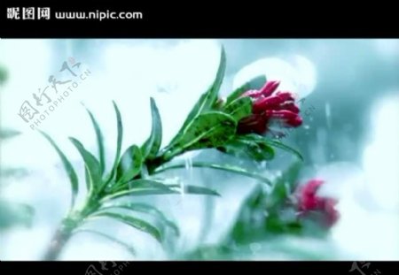 雨中花朵视频素材
