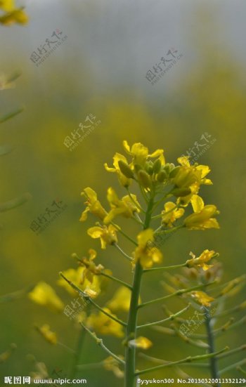 油菜花开图片