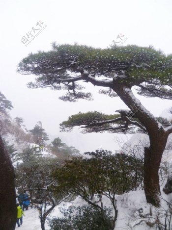 安徽黄山松树图片