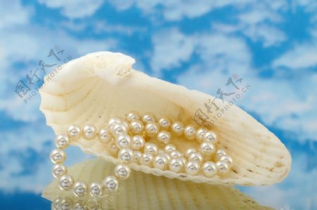 海边珍珠贝壳图片