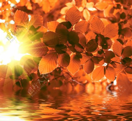 秋季阳光下的红叶湖水图片