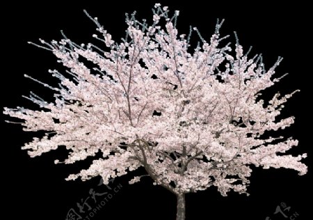 园林树木桃树透明png图片