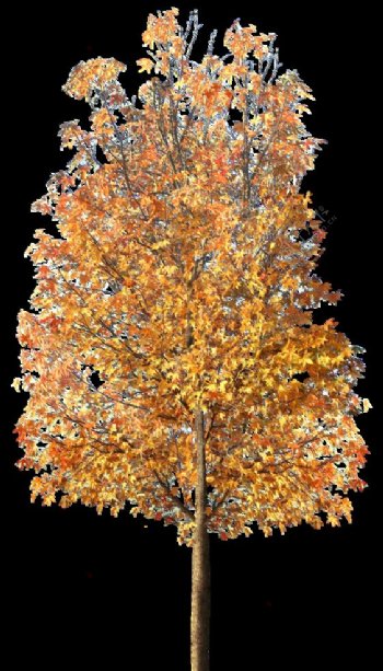 园林秋天树木透明png图片