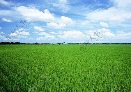 稻田水稻图片