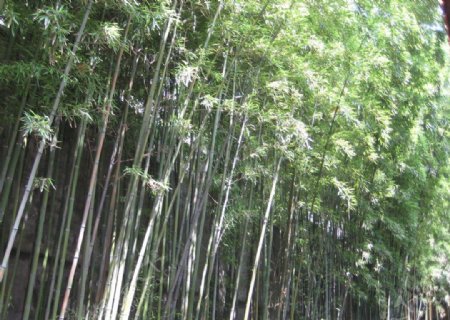 潭柘寺的竹子图片