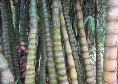 椰子竹干图片