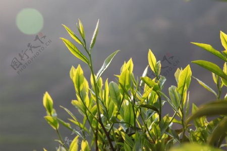凤凰单丛茶芽图片
