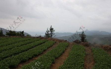大茶谷茶叶基地图片