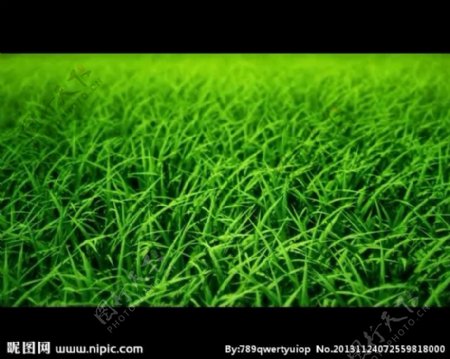 绿草背景视频素材