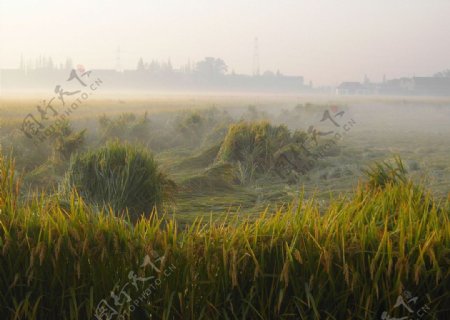晨雾中的稻田图片