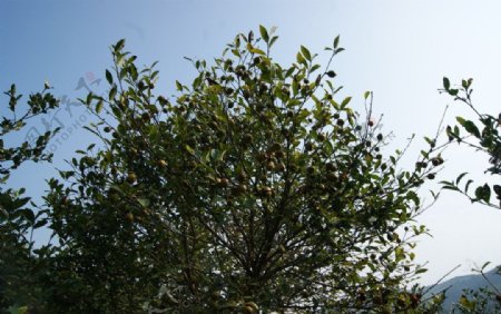 茶油树图片