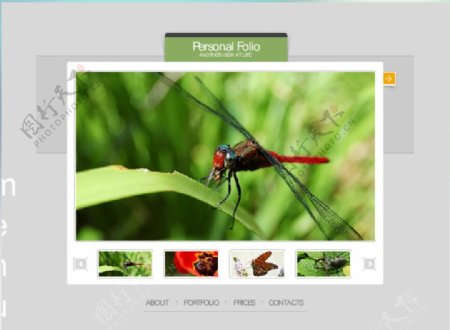 生物界昆虫类flash网站模板