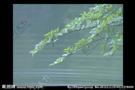 水波树叶背景视频