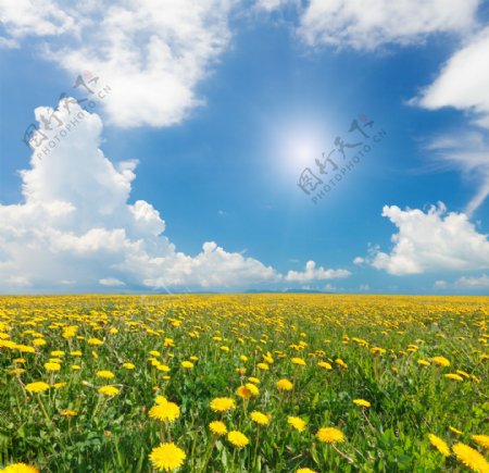 蓝天白云下的草原向日葵图片
