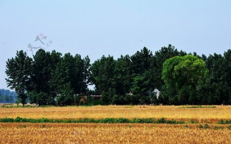 田野的麦浪图片