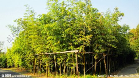 橘子州头竹林图片