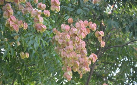 黄山栾树种子果图片