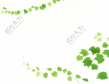 绿叶藤蔓图片