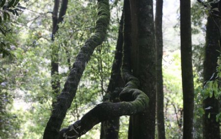 古蛟红豆杉生态园图片