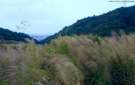 中国山水高山芦苇图片