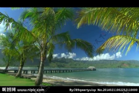椰树海滩风景画视频
