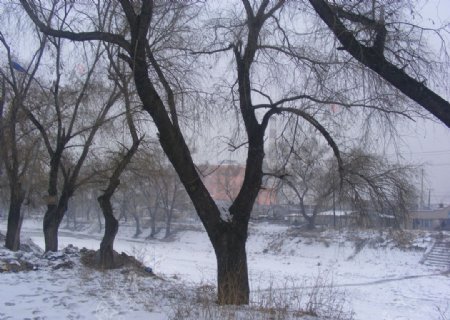 河堤树木摄影图片