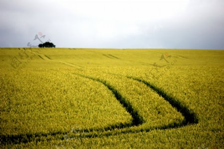 金黄色的水稻田图片