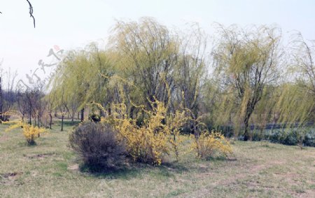 湿地新春图片