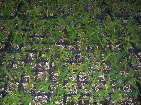 铁皮石斛的培养种植图片