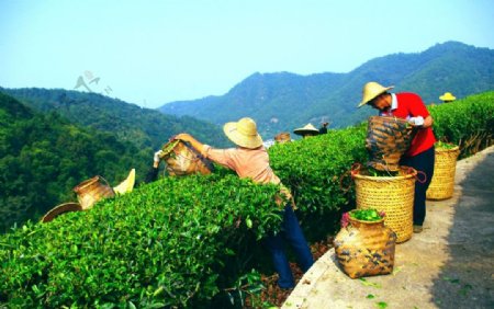 山水风景茶田风光图片