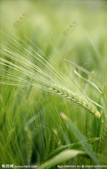 绿色麦穗图片