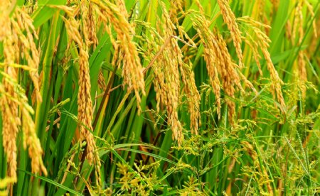 金灿灿的水稻图片