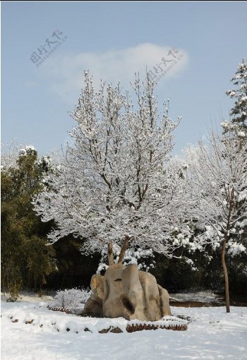 香山雪景树挂图片