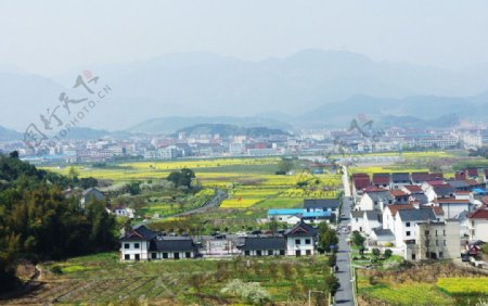 田园景观油菜花图片