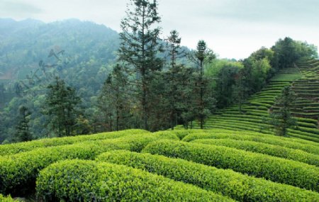 茶山风光图片