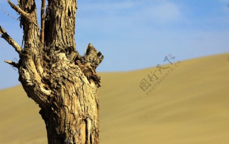 沙漠枯枝图片