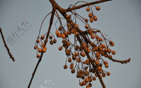 苦楝树种子果图片