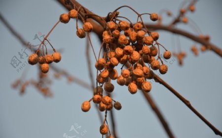 苦楝树种子果图片