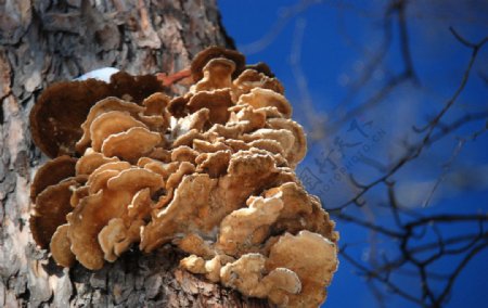 松树上的蘑菇图片
