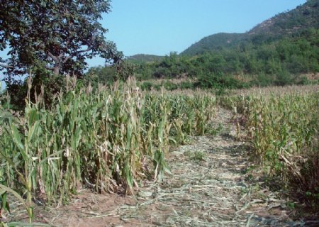 太行山玉米地非高清图片