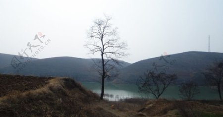 湖边的老树图片