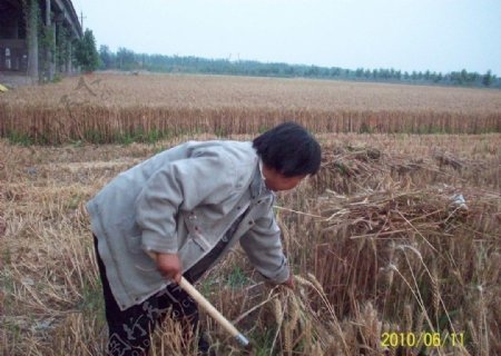 夏忙的农民图片