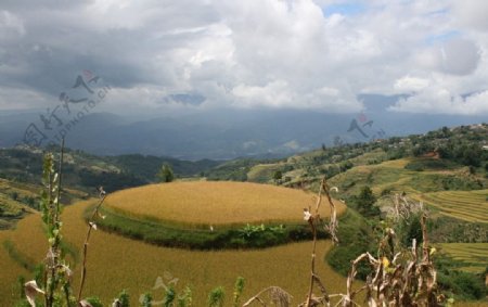 稻田稻谷图片