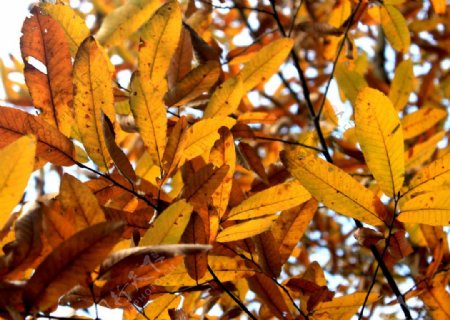秋天的橡树图片